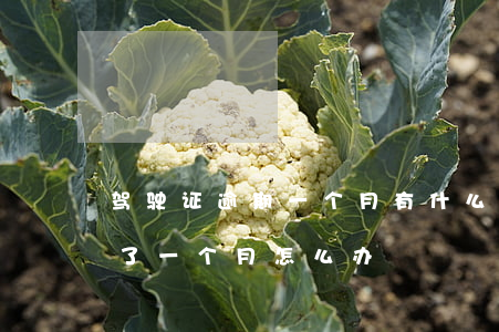 驾驶证逾期一个月有什么关系吗(驾驶证逾期了一个月怎么办)