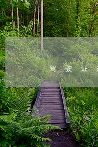 驾驶证逾期交罚款（驾证罚款逾期不交）