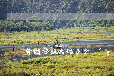 骨髓移植大概多少錢(qián)