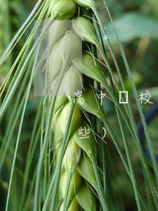 高中學校安全法律法規(校園安全條例有哪些)