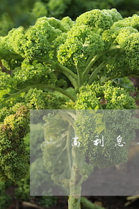 高利息无力偿还-无力偿还高利贷怎么办
