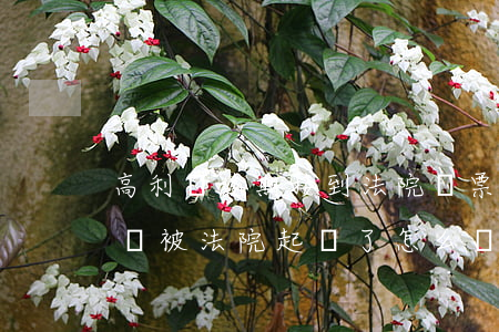 高利貸逾期接到法院傳票怎么辦-我借高利貸被法院起訴了怎么辦
