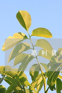 高利貸違法嗎(民間放高利貸違法嗎)