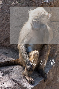 高利贷只还本金犯法吗