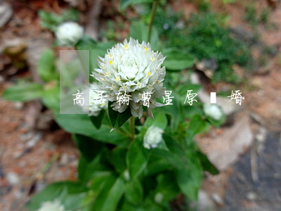 高居翰曹星原離婚
