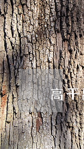高干離婚懷孕