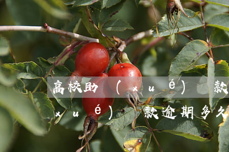 高校助學(xué)貸款逾期怎么算(助學(xué)貸款逾期多久嚴重)