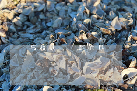 高校助學貸款逾期記錄