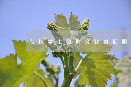 高校学生资助贷款逾期(国家助学贷如果逾期)
