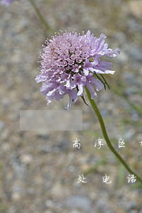 高淳区婚姻纠纷律师哪家不错(高淳婚姻登记处电话)