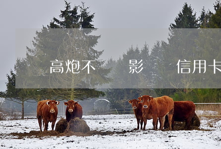 高炮不還會影響辦信用卡嗎(高炮不還行嗎)