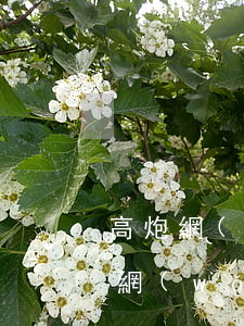 高炮網(wǎng)貸逾期不還的后果(高炮網(wǎng)貸可以不用還嗎)