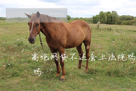 高炮网贷不还会上法院吗(高炮贷款可以不还吗)