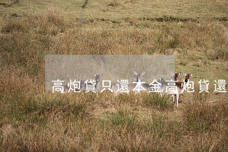 高炮貸只還本金(高炮貸還清之后有什么不利)