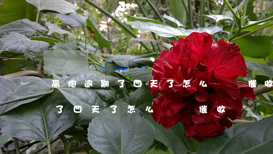 高炮逾期了四天了怎么還沒催收-高炮逾期了四天了怎么還沒催收電話