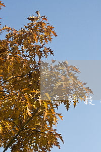 高科技犯罪的特点有哪些