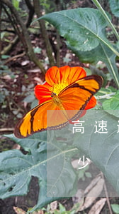 高速違章逾期罰款多少(高速超速違章罰款多少)