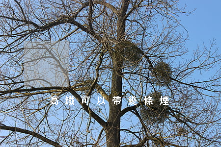 高鐵可以帶幾條煙