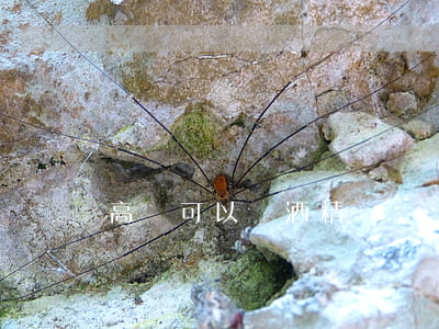 高鐵可以帶酒精嗎