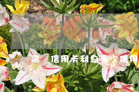 高額信用卡利息多少(信用卡 高額度)