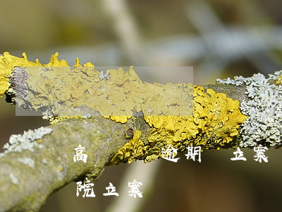高額網貸逾期會立案嗎(網貸逾期金額多少法院立案)
