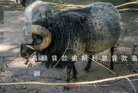 高額貸款逾期利息(貸款逾期利息太高了怎么辦)