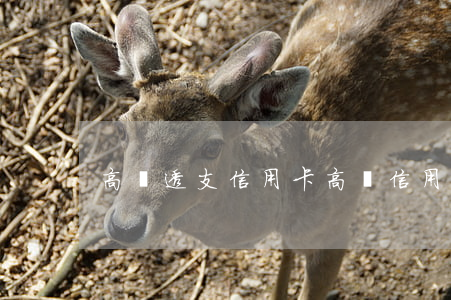 高額透支信用卡（高額信用卡利息怎樣算）