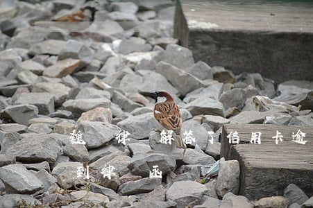 魏靜律師解答了信用卡逾期(因信用卡逾期收到律師函)