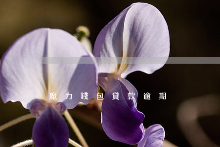 魔力錢包貸款逾期
