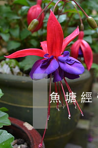 魚塘經營承包合同