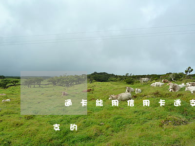 魯通卡能用信用卡透支嗎(信用卡都是可以透支的嗎)