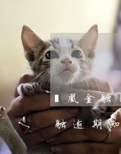 鳳凰金融網(wǎng)貸逾期問題(鳳凰金融逾期 知乎)