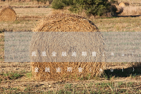 鳳凰金融逾期會(huì)影響征信嗎(鳳凰金融逾期會(huì)影響征信嗎知乎)
