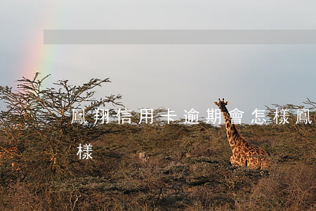 鳳翔信用卡逾期會怎樣(鳳翔信用卡逾期會怎樣)