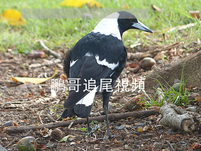 鵬哥追尾視頻