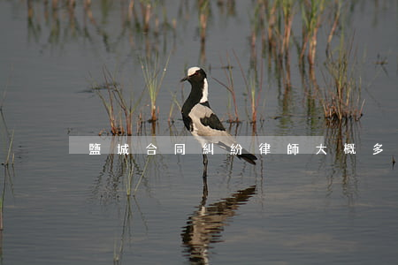 鹽城合同糾紛律師大概多少錢