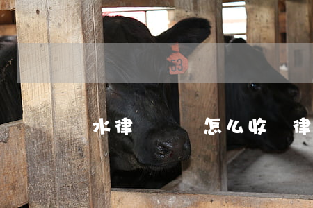 麗水律師顧問怎么收費(律師服務一般怎樣收費)