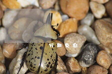 麥凱樂分期免息
