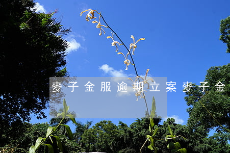 麥子金服逾期立案(麥子金服判決了嗎)