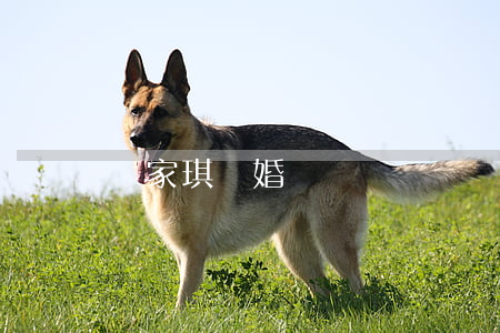 麥家琪離婚