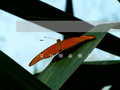 麥芽分期逾期多久起訴(麥芽分期倒閉了嗎)