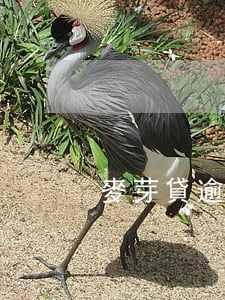 麥芽貸逾期被起訴(小芽貸逾期)