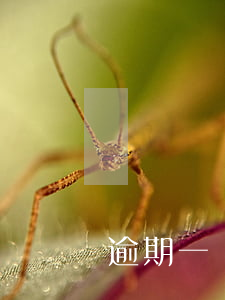 黃岡駕駛證逾期一個月怎么換證(黃岡駕駛證逾期一個月怎么換證流程)