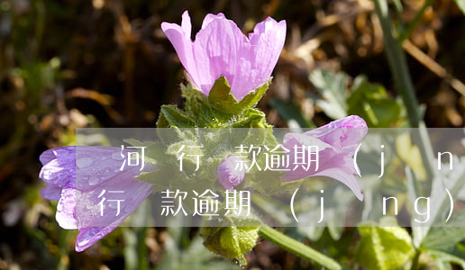 黃河銀行貸款逾期經(jīng)理(黃河銀行貸款逾期經(jīng)理)