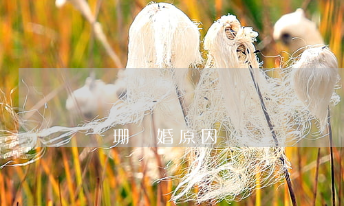 黃綺珊離婚原因