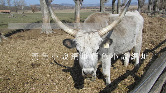 黃色小說網址(黃色小說網址)