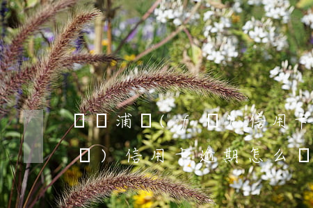 黃軍浦發(fā)信用卡逾期(黃軍浦發(fā)信用卡逾期怎么辦)