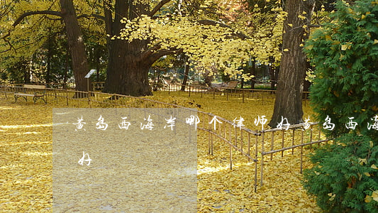 黄岛西海岸哪个律师好(黄岛西海岸哪个律师好)