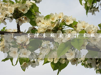 黄标车报废(黄标车报废政策)
