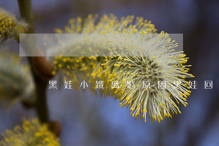 黑娃小娥离婚原因(黑娃回来给田小娥报仇)